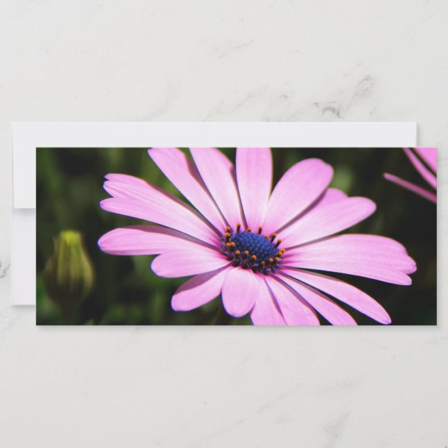 African Daisy (Voorkant)