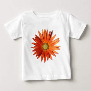 African Daisy