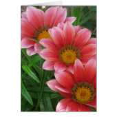 African Daisy (Voorkant)