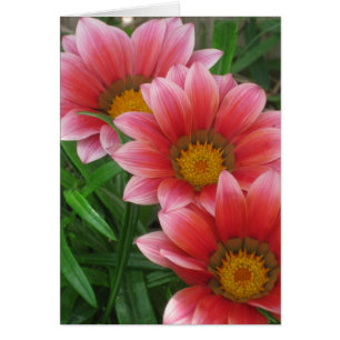 African Daisy