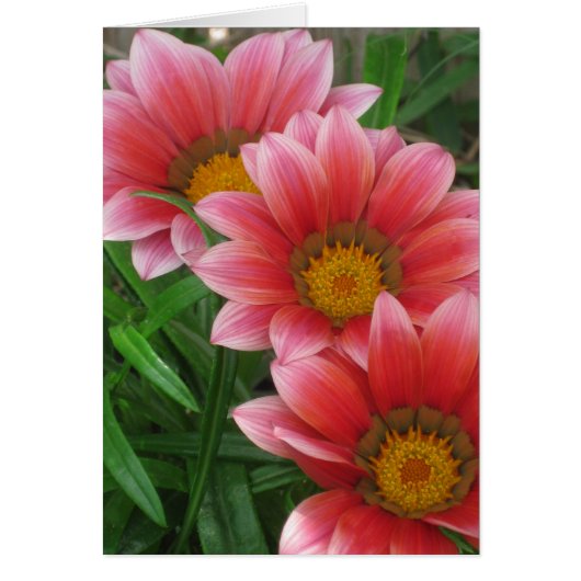 African Daisy (Voorkant)