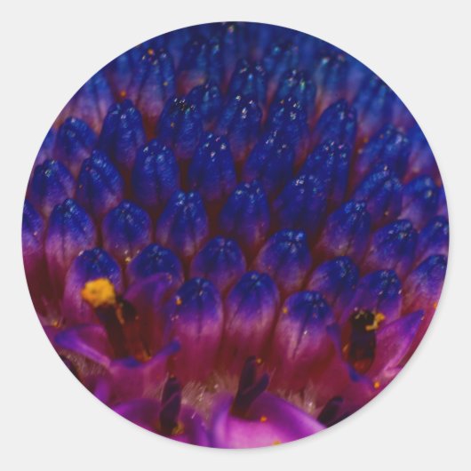 African Daisy Blossom Round Sticker (Voorkant)