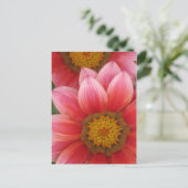 African Daisy Briefkaart (Staand voorkant)