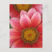 African Daisy Briefkaart (Voorkant)