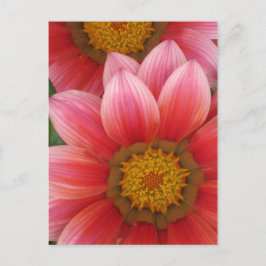 African Daisy Briefkaart