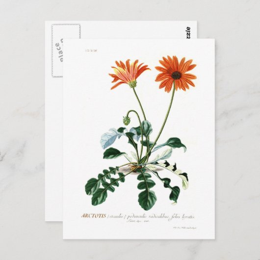 African Daisy Briefkaart (Voorkant / Achterkant)