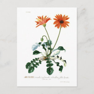 African Daisy Briefkaart