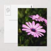 African Daisy Briefkaart (Voorkant / Achterkant)