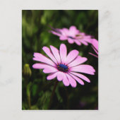 African Daisy Briefkaart (Voorkant)