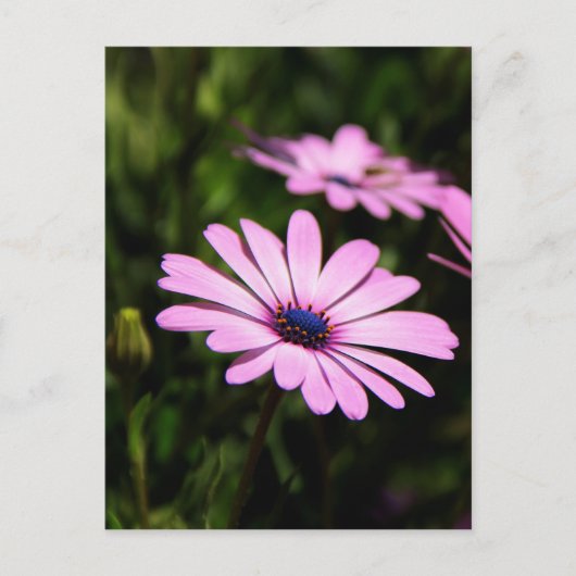 African Daisy Briefkaart (Voorkant)