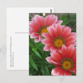 African Daisy Briefkaart (Voorkant / Achterkant)