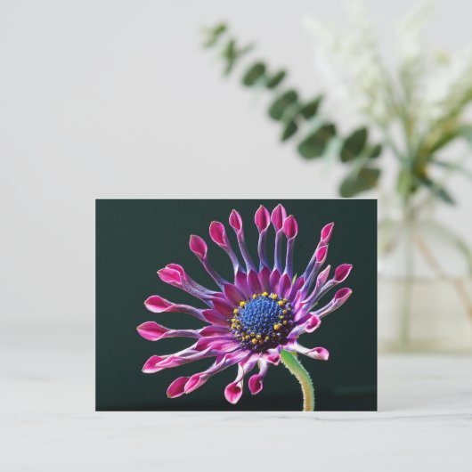 African Daisy Briefkaart (Staand voorkant)