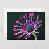 African Daisy Briefkaart (Voorkant / Achterkant)