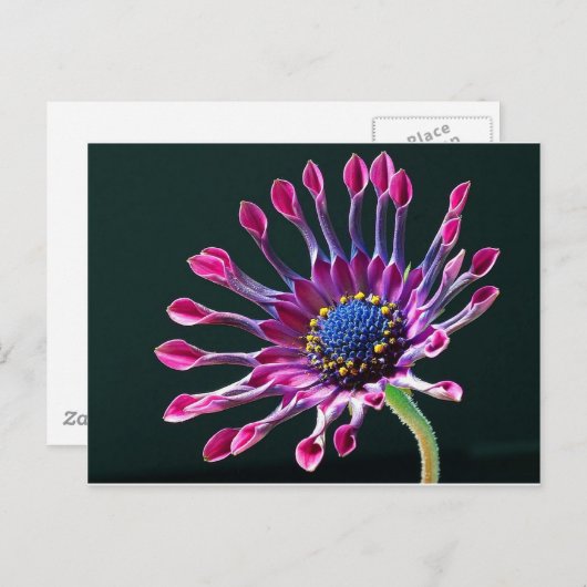 African Daisy Briefkaart (Voorkant / Achterkant)