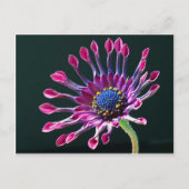 African Daisy Briefkaart (Voorkant)