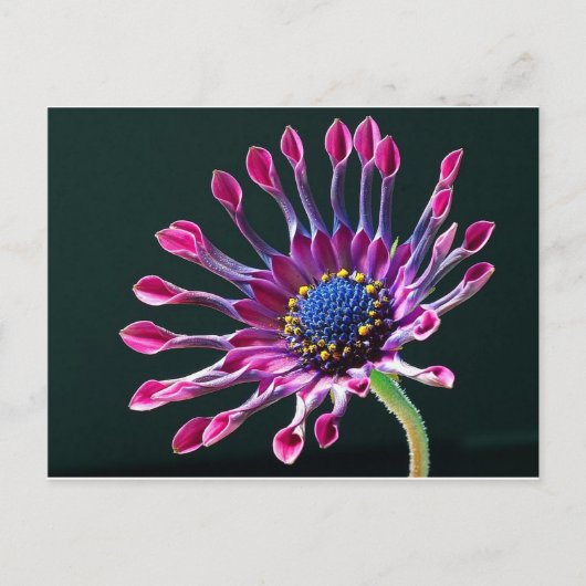 African Daisy Briefkaart (Voorkant)