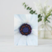 African Daisy Briefkaart (Staand voorkant)