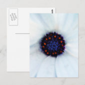African Daisy Briefkaart (Voorkant / Achterkant)