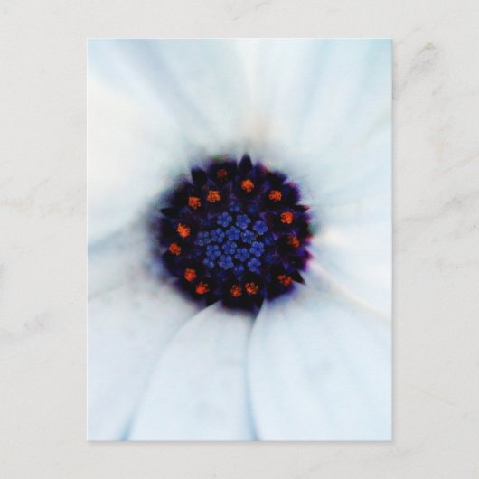 African Daisy Briefkaart (Voorkant)