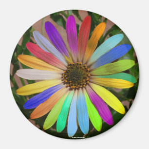 African Daisy Colorful-Magnet Magneet