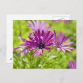 African Daisy Flower Briefkaart (Voorkant / Achterkant)