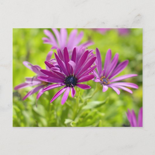 African Daisy Flower Briefkaart (Voorkant)