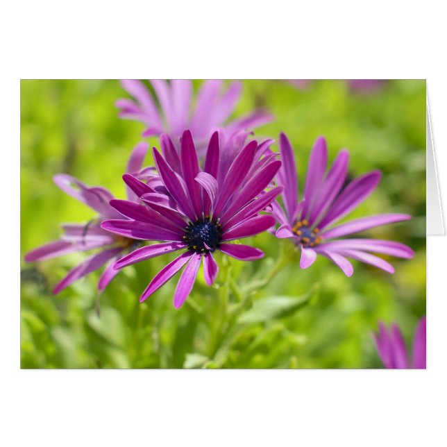 African Daisy Flower Kaart (Voorkant Horizontaal)