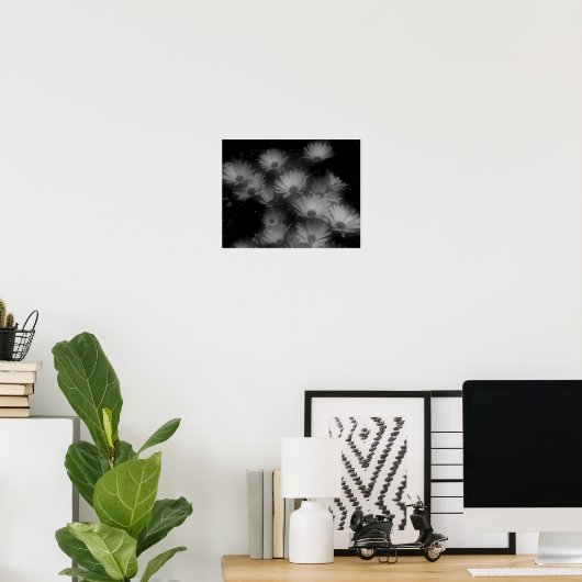 African Daisy Flowers Black White High Contrast Poster (Thuiskantoor)