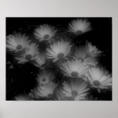 African Daisy Flowers Black White High Contrast Poster (Voorkant)