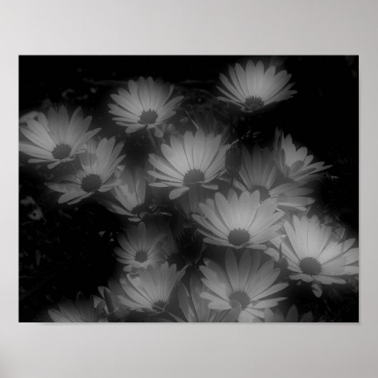 African Daisy Flowers Black White High Contrast Poster (Voorkant)