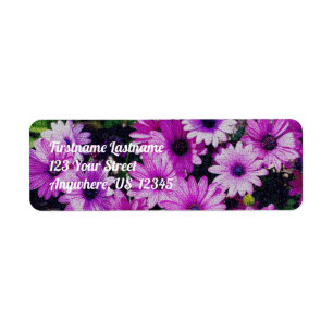 African Daisy Flowers Kijkadres Etiket
