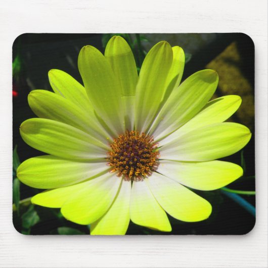 African Daisy Fluorescent Yellow Mousepad Muismat (Voorkant)