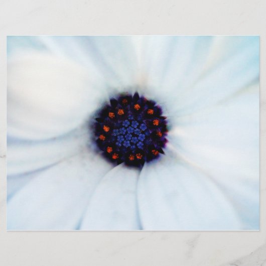 African Daisy Flyer (Voorkant)