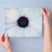 African Daisy Flyer (Hand)