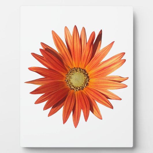 African Daisy Fotoplaat (Voorkant)