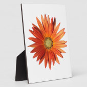 African Daisy Fotoplaat (Zijkant)