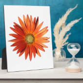 African Daisy Fotoplaat (Zijkant)