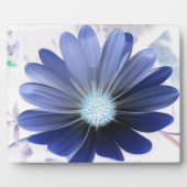 African Daisy Ggloing Blue Plaque Fotoplaat (Voorkant)