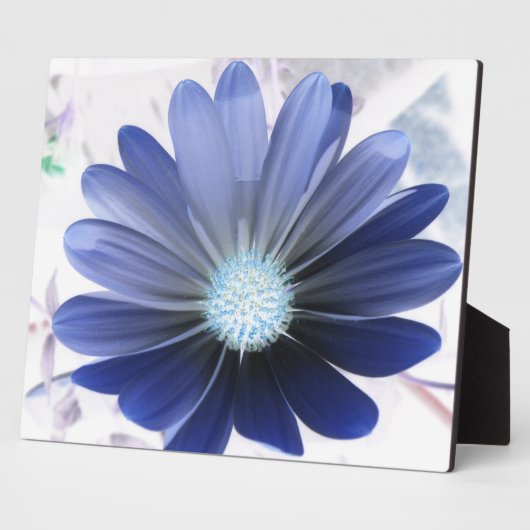 African Daisy Ggloing Blue Plaque Fotoplaat (Zijkant)