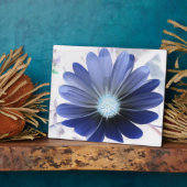 African Daisy Ggloing Blue Plaque Fotoplaat (Zijkant)