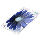 African Daisy Ggloing Blue Premium Magnet Magneet (Linkerzijde)