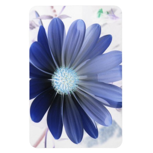 African Daisy Ggloing Blue Premium Magnet Magneet (Verticaal)