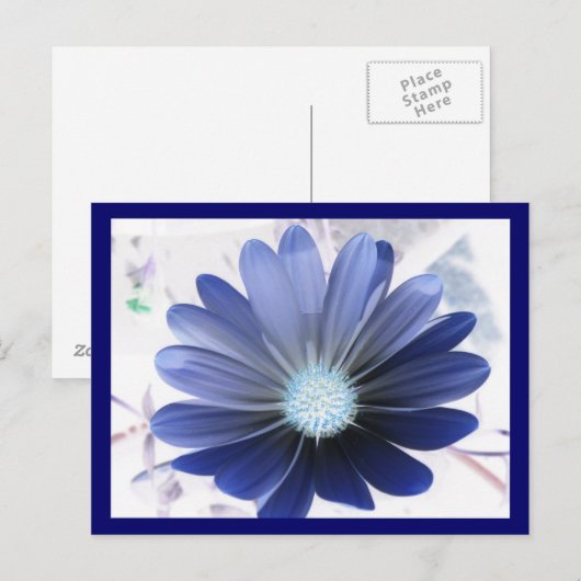 African Daisy Glowing Blue Briefkaart (Voorkant / Achterkant)