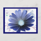 African Daisy Glowing Blue Briefkaart (Voorkant)