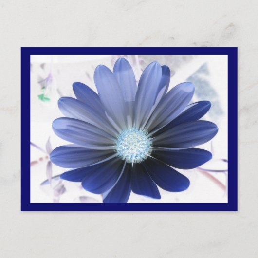 African Daisy Glowing Blue Briefkaart (Voorkant)