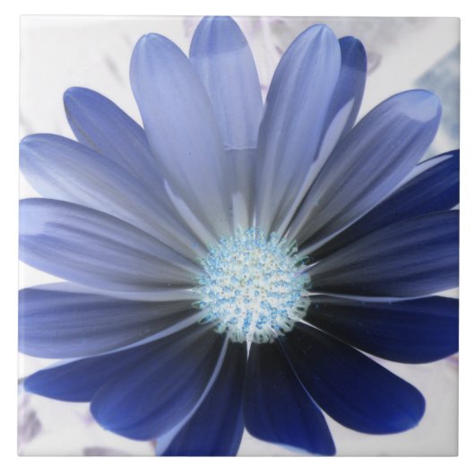 African Daisy Glowing Blue Tegel Tegeltje (Voorkant)