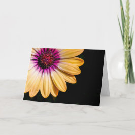 African Daisy Kaart