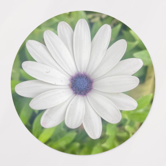 African Daisy Labels (Design 2)