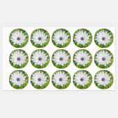 African Daisy Labels (Vel)