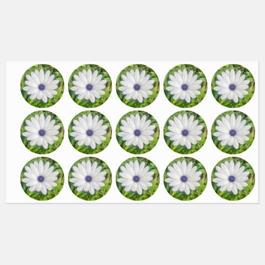 African Daisy Labels (Vel)